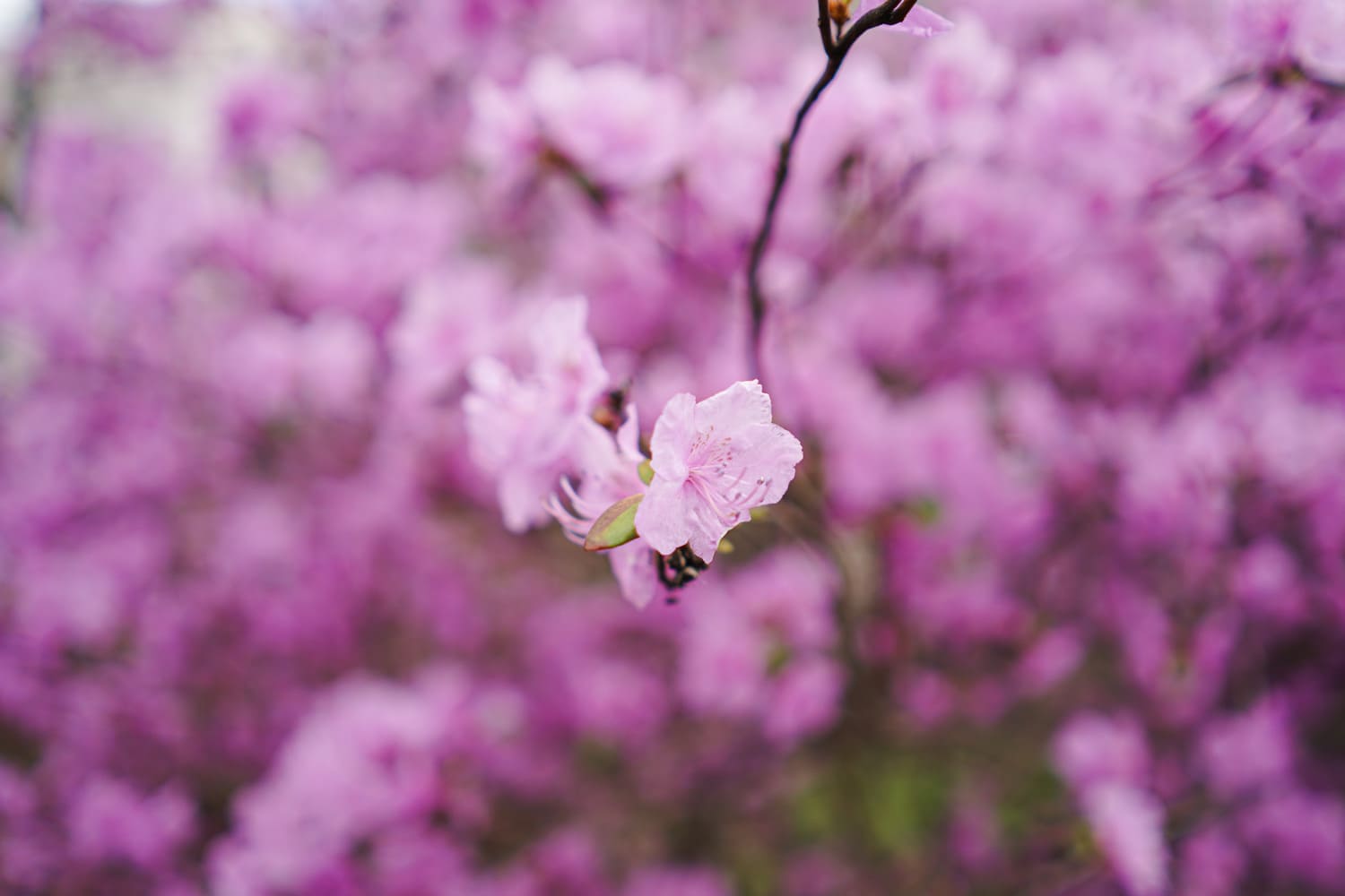 Macro photo of a flower. Shallow depth of field.