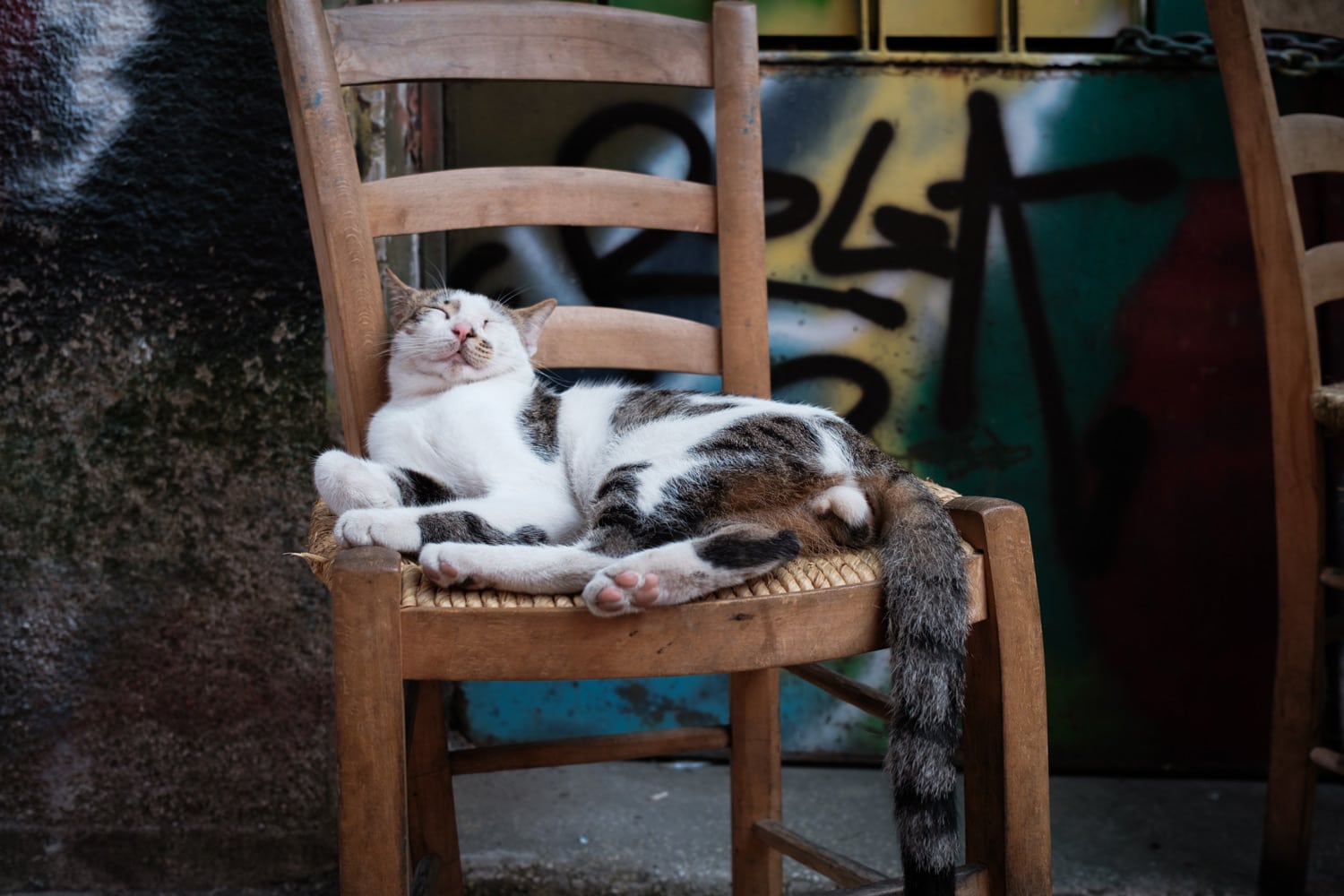 Portrait photo of a cat from Istanbul